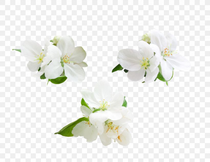 Apple Flower Computer File, PNG, 2652x2052px, Apple, Blossom, Branch, Cherry Blossom, Cut Flowers Download Free
