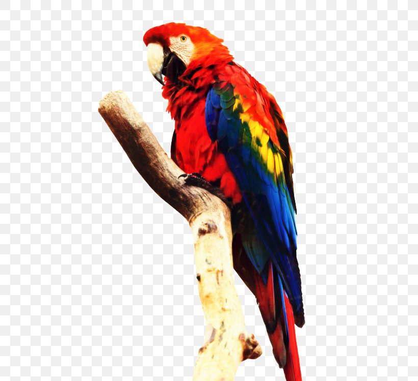 Bird Parrot, PNG, 500x749px, Parrot, Beak, Bird, Blueandyellow Macaw, Bluewinged Macaw Download Free