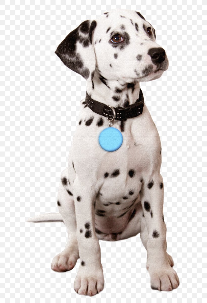 Golden Retriever French Bulldog Dalmatian Dog Puppy Valentine's Day, PNG, 715x1200px, Golden Retriever, Bark, Carnivoran, Companion Dog, Cuteness Download Free
