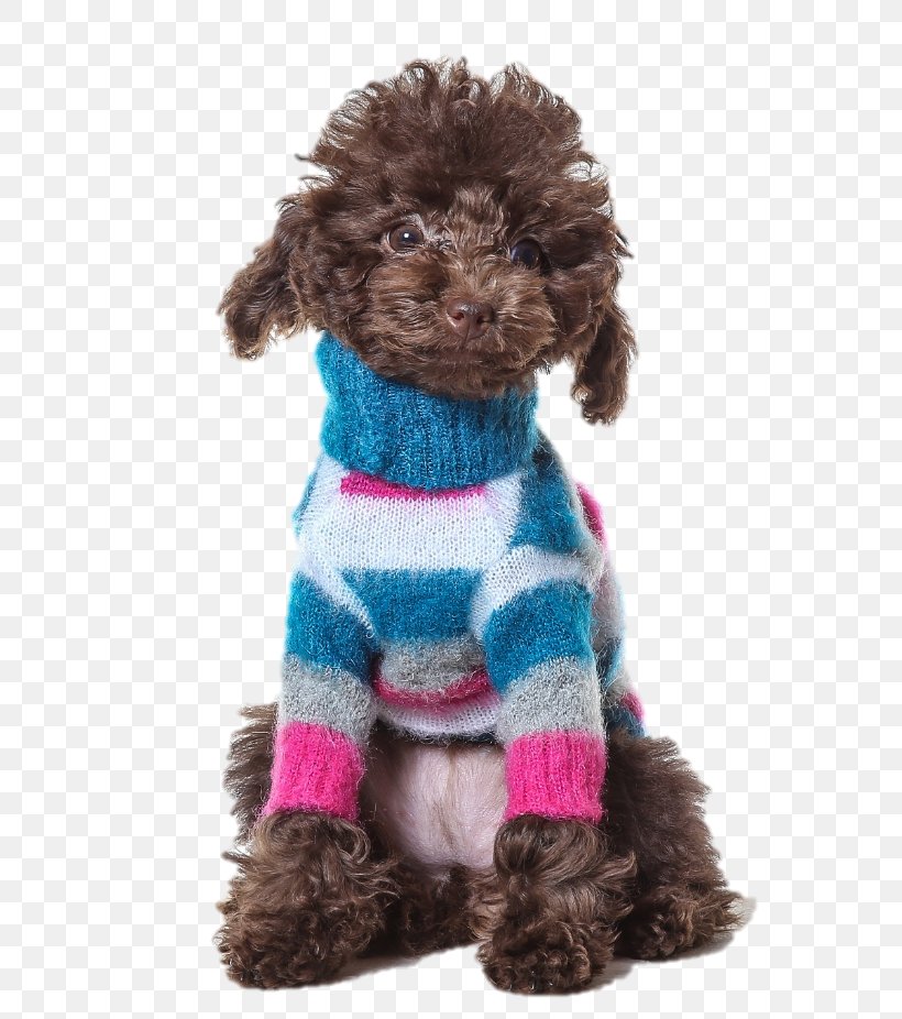 Miniature Poodle Standard Poodle Toy Poodle Schnoodle Spanish Water Dog, PNG, 604x926px, Miniature Poodle, Brown, Canidae, Carnivore, Companion Dog Download Free