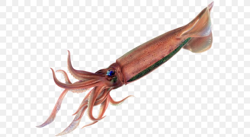 Squid Octopus, PNG, 592x450px, Squid, Animal Source Foods, Cephalopod, Invertebrate, Marine Invertebrates Download Free