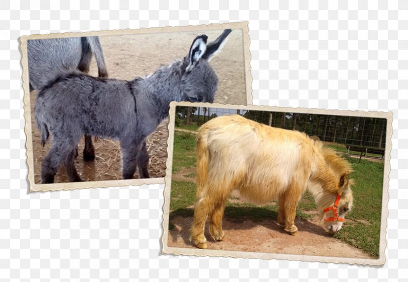 Goat Snout Donkey Wildlife, PNG, 866x599px, Goat, Donkey, Fauna, Goats, Livestock Download Free