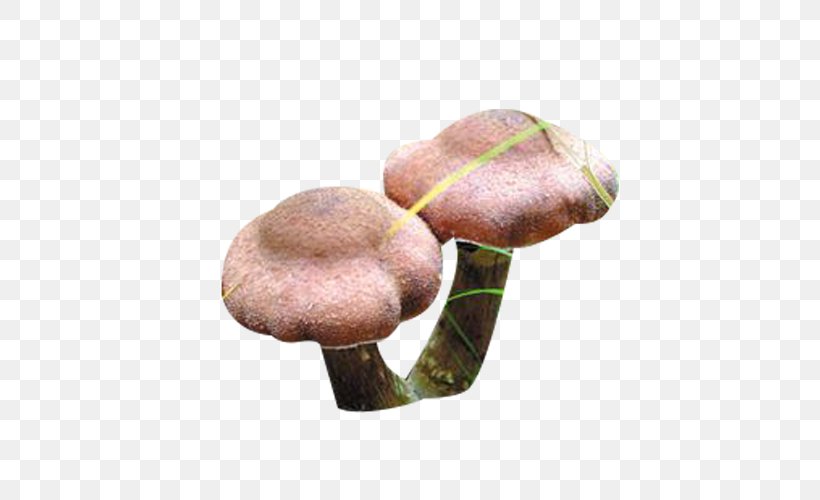 Umbrella Mushroom, PNG, 500x500px, Umbrella, Designer, Edible Mushroom, Medicinal Fungi, Medicinal Mushroom Download Free