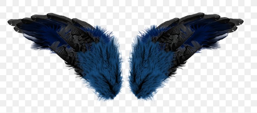 Feather Wing Aile, PNG, 800x361px, Feather, Aile, Blue, Designer, Fur Download Free
