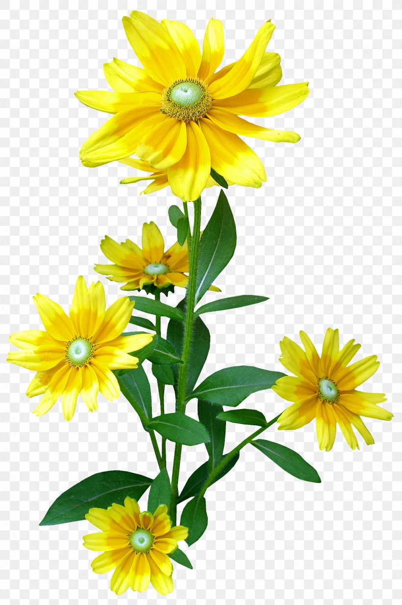 Flower, PNG, 1432x2152px, Flower, Annual Plant, Chrysanthemum, Chrysanths, Cut Flowers Download Free