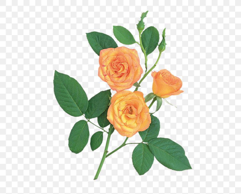 Garden Roses Image Cabbage Rose Floribunda Clip Art, PNG, 600x663px, Garden Roses, Branch, Cabbage Rose, Computer Graphics, Cut Flowers Download Free