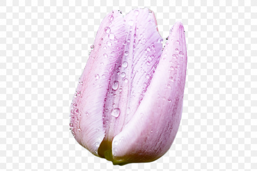 Lavender, PNG, 1200x800px, Lilac M, Closeup, Flower, Lavender, Petal Download Free