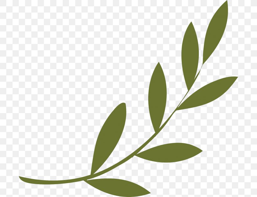 Olive Branch Peace Symbols Olive Wreath, PNG, 700x627px, Olive Branch, Ancient Greece, Branch, Culture, Laurel Wreath Download Free