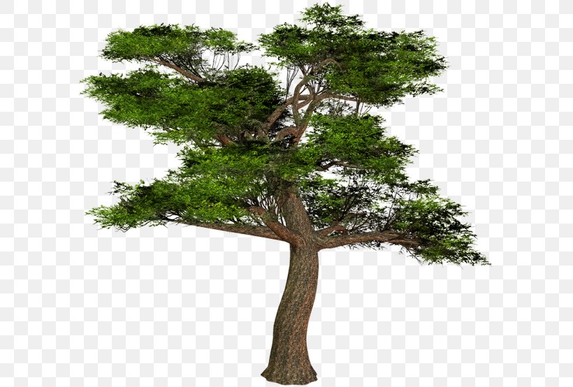 Branch Tree Bonsai Clip Art, PNG, 600x554px, Branch, Bonsai, Conifers, Houseplant, Magnolia Download Free