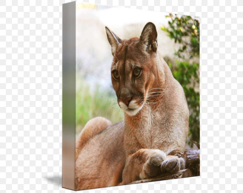 Cougar Whiskers Fur Snout Puma, PNG, 544x650px, Cougar, Animal, Carnivoran, Cat Like Mammal, Fauna Download Free
