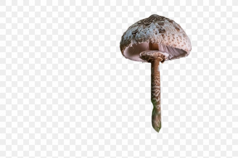 Mushroom Shiitake Bolete Agaricaceae Agaricus, PNG, 2452x1632px, Mushroom, Agaricaceae, Agaricus, Bolete, Champignon Mushroom Download Free