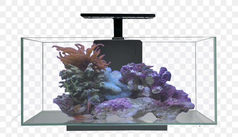 Nano Aquarium Aquariums Reef Aquarium JBJ Rimless Desktop 10 Gallon, PNG, 818x473px, Aquarium, Aquarium Decor, Aquarium Filters, Aquarium Lighting, Aquariums Download Free