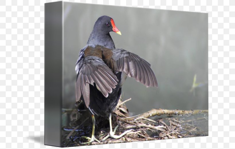 Beak Water Bird Feather, PNG, 650x522px, Beak, Bird, Fauna, Feather, Water Bird Download Free