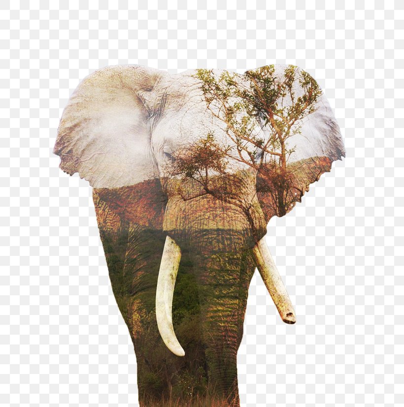 Indian Elephant African Elephant Terrestrial Animal, PNG, 800x827px, Indian Elephant, African Elephant, Animal, Elephant, Elephants And Mammoths Download Free