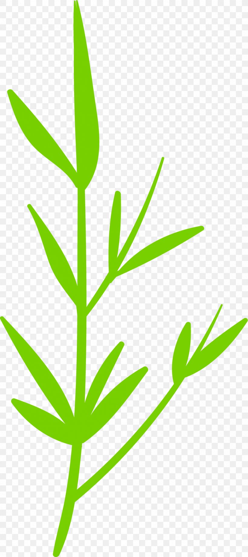 Leaf Grasses Plant Stem Hemp, PNG, 1001x2242px, Leaf, Family, Grass, Grass Family, Grasses Download Free