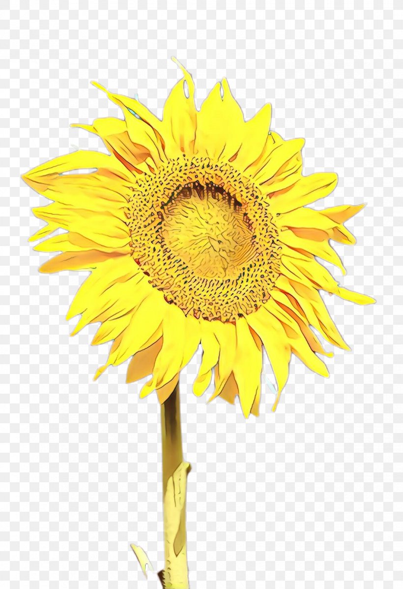 Flowers Background, PNG, 1655x2416px, Sunflower, Asterales, Bloom, Common Sunflower, Cut Flowers Download Free