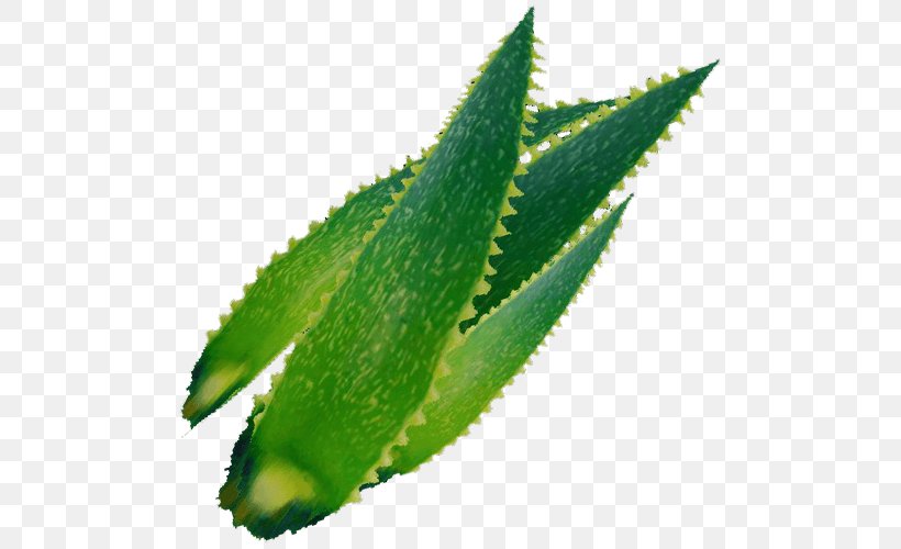 Jugo De Aloe Vera Medicinal Plants Herb, PNG, 500x500px, Aloe Vera, Aloe, Food, Gel, Guineafowl Aloe Download Free
