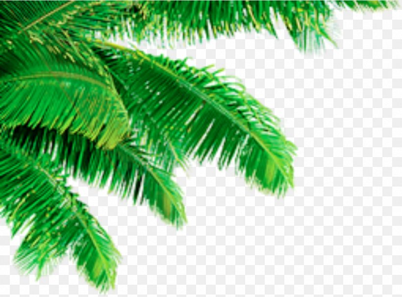Leaf Coconut Arecaceae, PNG, 1062x784px, Leaf, Arecaceae, Arecales, Coconut, Fern Download Free