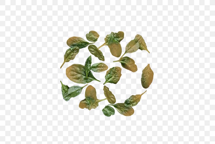 Leaf Herbalism, PNG, 550x550px, Leaf, Herb, Herbalism Download Free