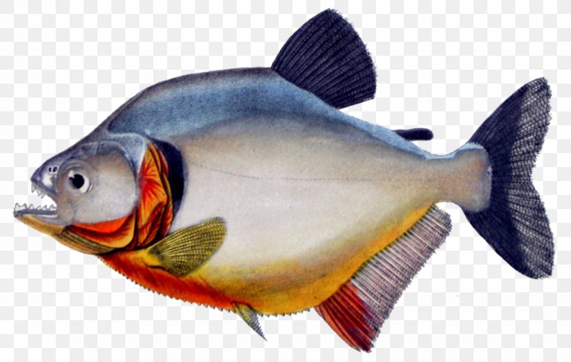 Red-bellied Piranha Redeye Piranha Fish Megapiranha Paranensis, PNG, 1122x712px, Piranha, Animal, Bony Fish, Carnivore, Fauna Download Free