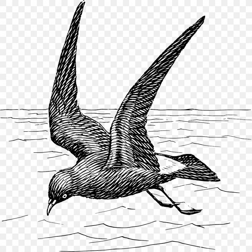 Bird Flight Woodpecker Drawing Clip Art, PNG, 1280x1280px, Bird, Art, Beak, Black And White, Claw Download Free