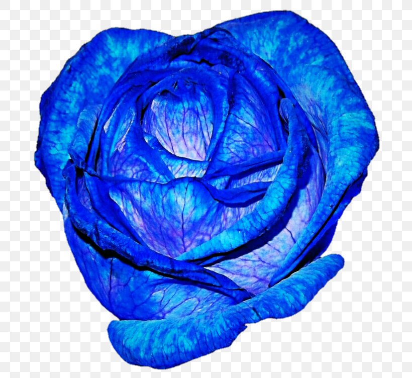 Blue Rose Garden Roses Purple Centifolia Roses, PNG, 719x752px, Blue, Aqua, Azure, Blue Rose, Centifolia Roses Download Free