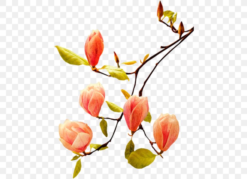 Bud Flower Poetry Plant Stem, PNG, 470x597px, Bud, Blossom, Branch, Cut Flowers, Flower Download Free