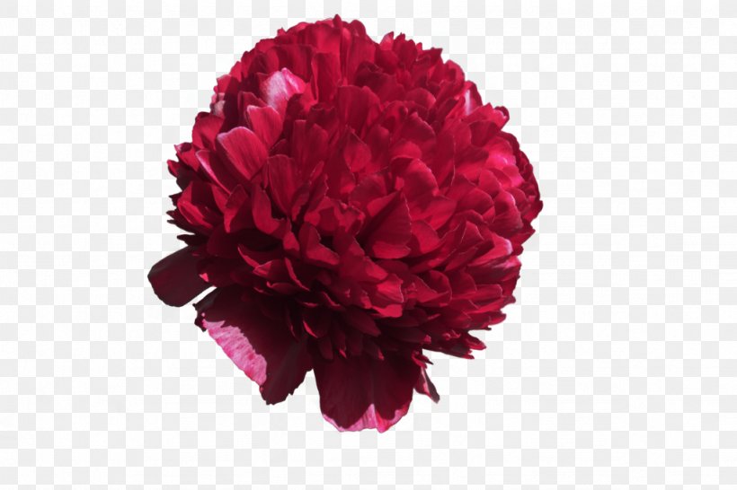 Cut Flowers Clip Art Rose Floristry, PNG, 1024x682px, Flower, Blossom, Carnation, Cut Flowers, Floristry Download Free