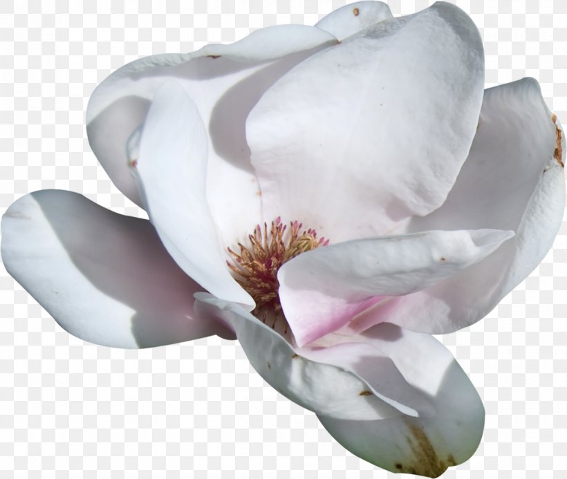 Orchids Flower Petal Clip Art, PNG, 1200x1015px, Orchids, Album, Author, Flower, Flowering Plant Download Free