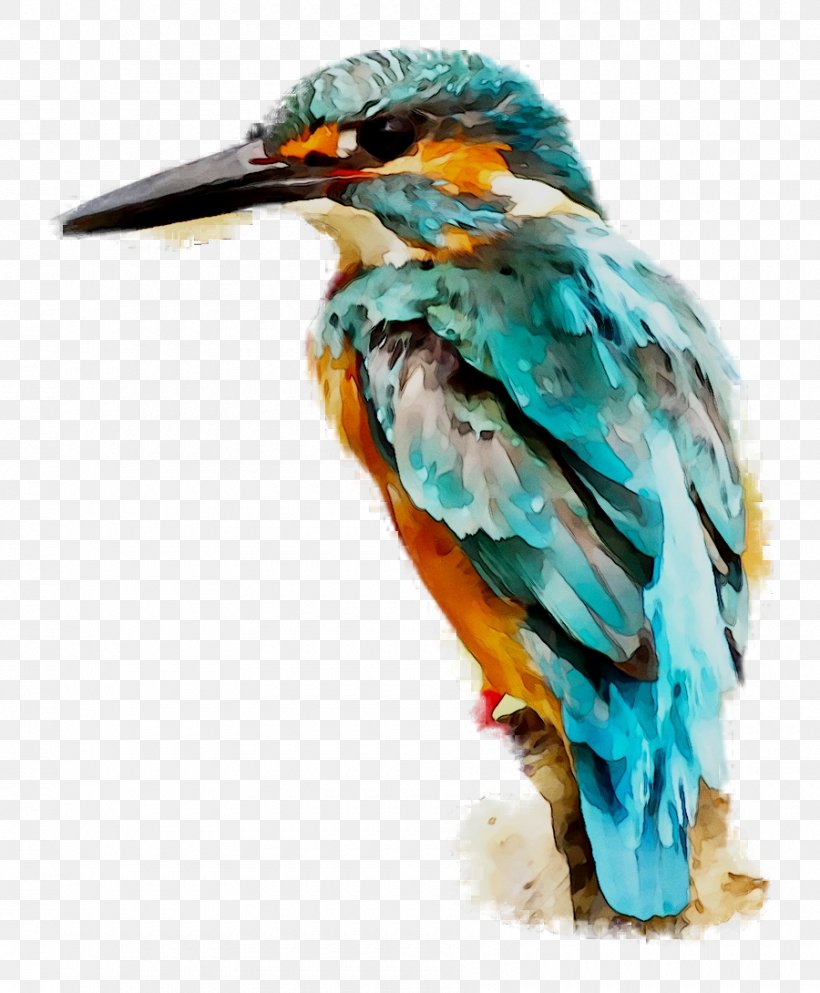 Hummingbird Kingfisher Cormorant Birds Of A Feather, PNG, 900x1090px, Bird, Beak, Bird Of Prey, Common Kingfisher, Coraciiformes Download Free
