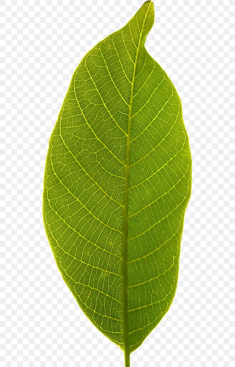 Leaf Desktop Wallpaper, PNG, 527x1280px, Leaf, Autumn, Plant, Plant Stem, Rain Download Free