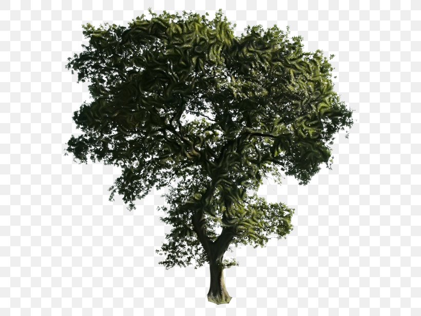 Transparency Clip Art Desktop Wallpaper Tree, PNG, 600x616px, Tree, Branch, California Live Oak, Deviantart, Flower Download Free