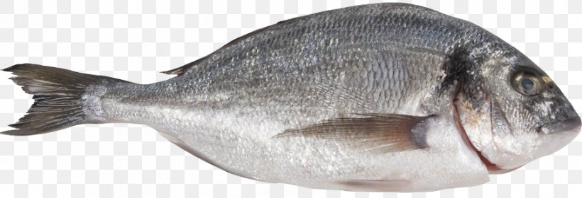 Bony Fishes Porgies Gilt-head Bream, PNG, 906x310px, Bony Fishes, Bream, Common Dentex, Fish, Fish Products Download Free