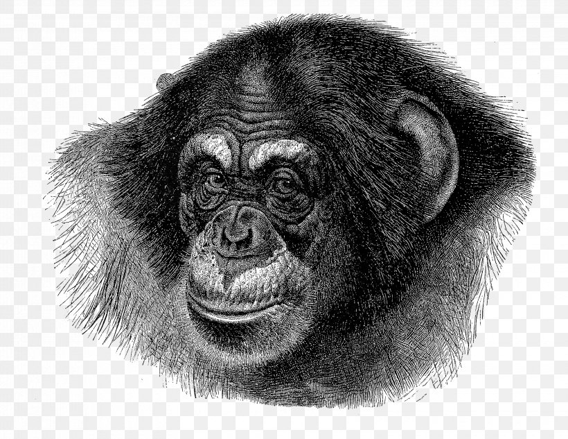 Chimpanzee Ape Vector Graphics Gorilla Illustration, PNG, 3300x2550px, Chimpanzee, Ape, Common Chimpanzee, Drawing, Gorilla Download Free