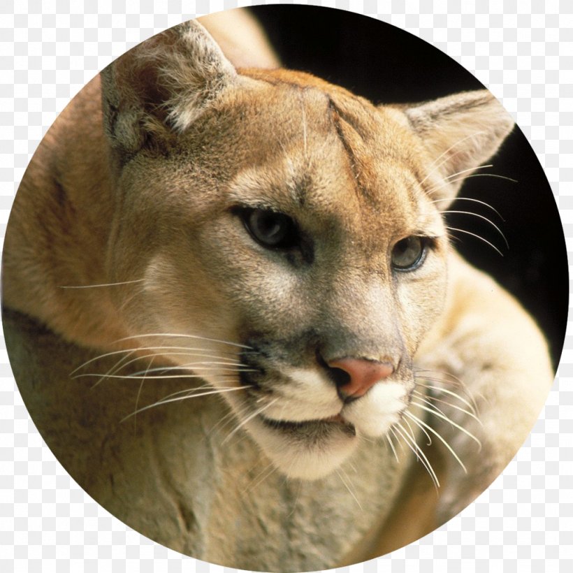 Cougar Lion Big Cat Panther, PNG, 1024x1024px, Cougar, Animal, Animal Euthanasia, Big Cat, Big Cats Download Free