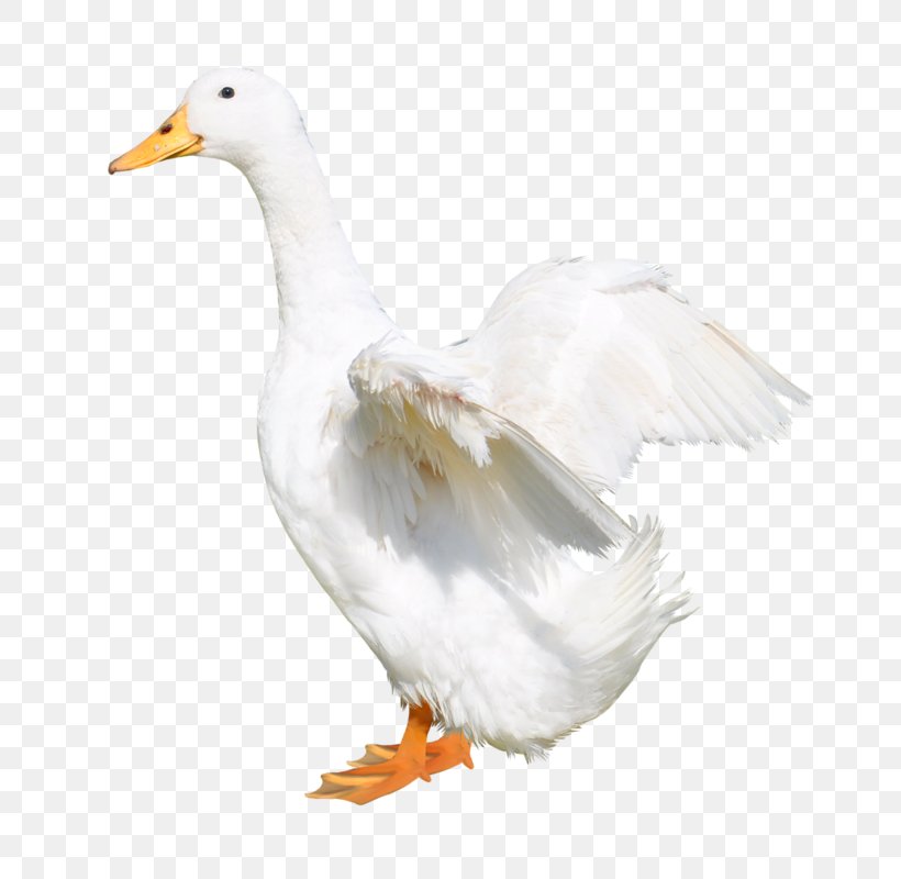 Duck Goose Wing, PNG, 719x800px, Duck, Beak, Bird, Designer, Ducks Geese And Swans Download Free