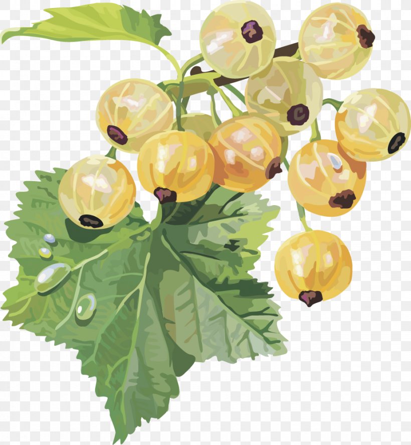 Gooseberry Frutti Di Bosco Redcurrant Blackcurrant White Currant, PNG, 924x1000px, Blackcurrant, Berry, Branch, Currant, Cut Flowers Download Free