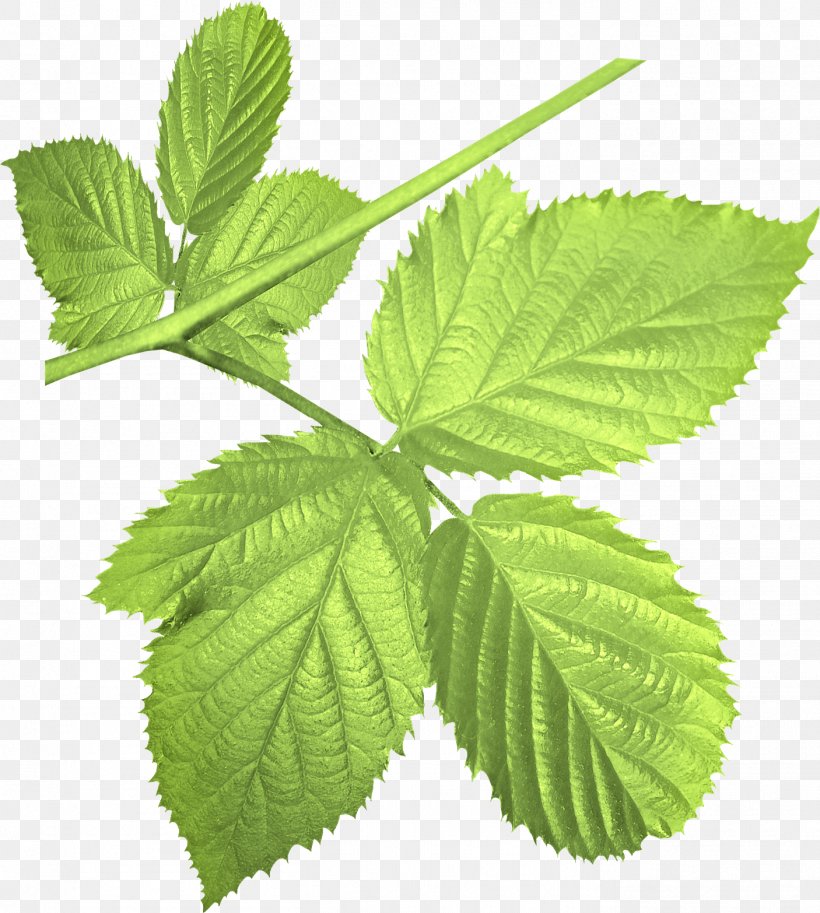 Leaf Red Raspberry Blackberry Clip Art, PNG, 1406x1566px, Leaf, Berry, Blackberry, Branch, Elm Family Download Free