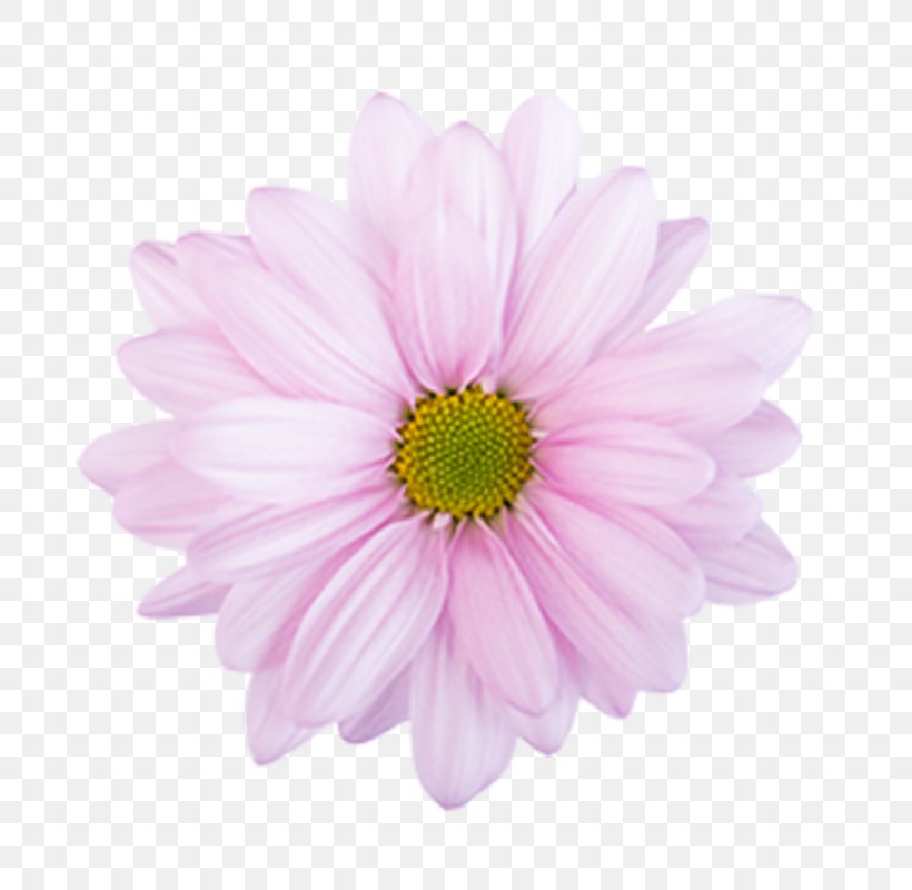 Stock Photography Flower, PNG, 800x800px, Photography, Annual Plant, Argyranthemum, Aster, Chrysanthemum Download Free