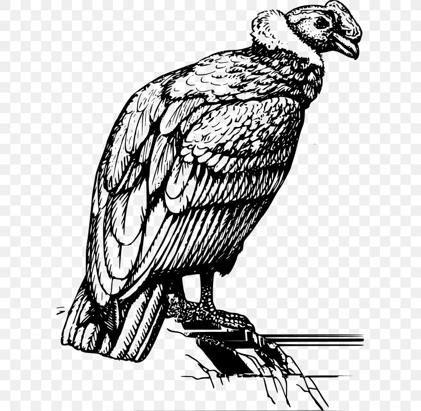 Andean Condor Drawing Clip Art, PNG, 599x800px, Condor, Andean Condor, Art, Artwork, Beak Download Free