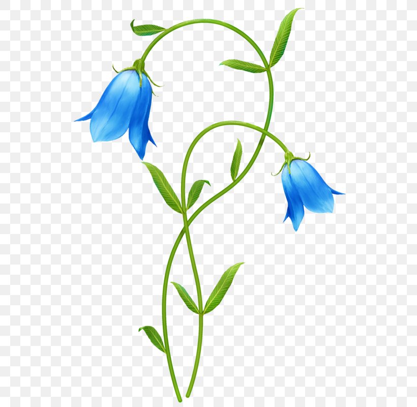 Flower Blue Clip Art, PNG, 558x800px, Flower, Artwork, Blue, Branch, Cut Flowers Download Free