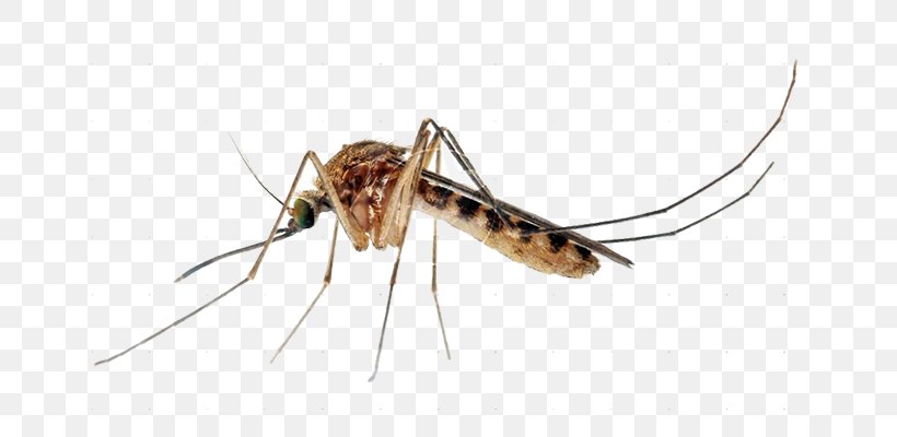 Insect Culex Quinquefasciatus Aedes Albopictus Yellow Fever Mosquito Mosquito Control, PNG, 700x400px, Insect, Aedes, Aedes Albopictus, Arthropod, Culex Download Free
