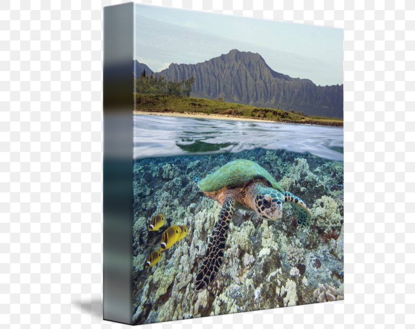 Sea Turtle Oahu Raccoon Butterflyfish, PNG, 553x650px, Sea Turtle, Butterflyfishes, Canvas, Canvas Print, Coral Reef Download Free
