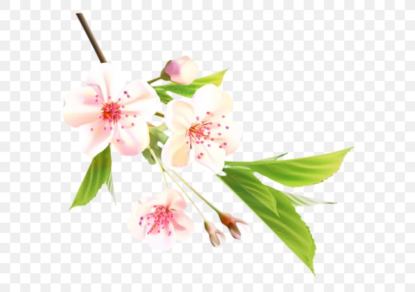 Vector Graphics Cherry Blossom Image, PNG, 599x577px, Blossom, Botany, Branch, Cherry Blossom, Cut Flowers Download Free