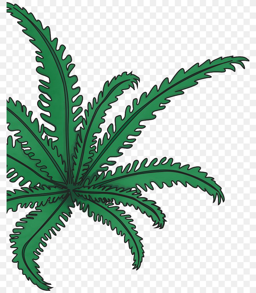 Leaf Plant Stem Hemp Flowerpot Cannabis, PNG, 778x939px, Leaf, Cannabis, Family, Flowerpot, Hemp Download Free