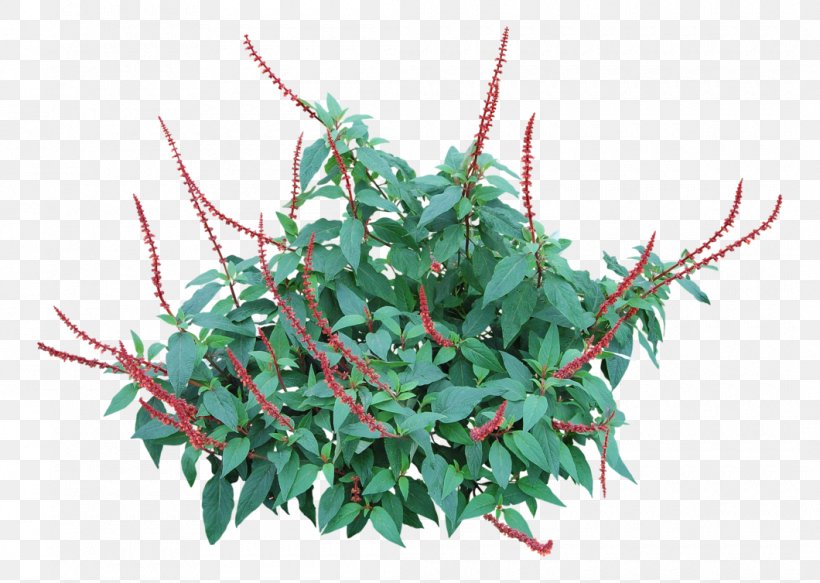 Salvia Splendens Leaf Plant, PNG, 1060x754px, Salvia Splendens, Flowering Plant, Flowerpot, Leaf, Plant Download Free