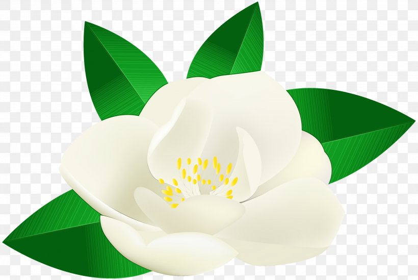 White Flower Petal Plant Flowering Plant, PNG, 3000x2009px, Watercolor, Flower, Flowering Plant, Magnolia, Magnolia Family Download Free