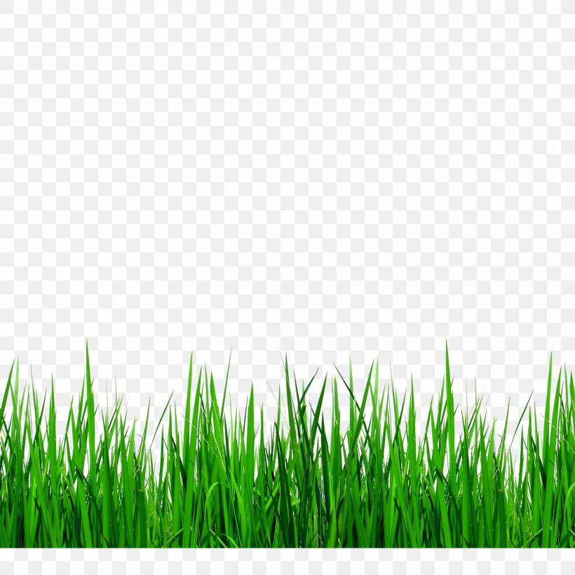 Download Grasses Clip Art, PNG, 2500x2500px, Grasses, Computer, Grass, Grass Family, Grassland Download Free