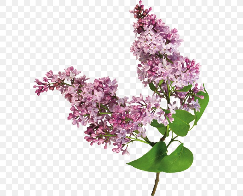 Lilac Flower Clip Art, PNG, 595x661px, Lilac, Blossom, Branch, Cut Flowers, Flower Download Free