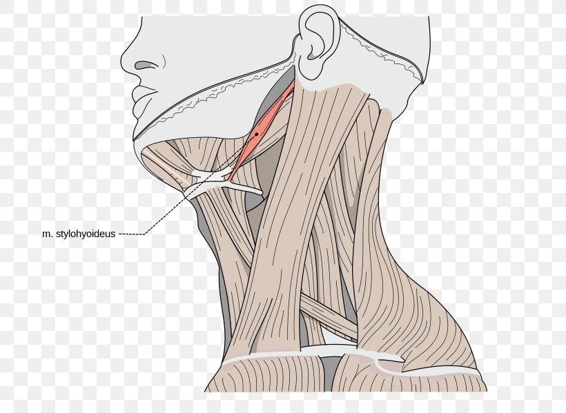 Sternocleidomastoid Muscle Omohyoid Muscle Human Body Muscular System, PNG, 707x599px, Watercolor, Cartoon, Flower, Frame, Heart Download Free